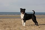 STAFFIE 268